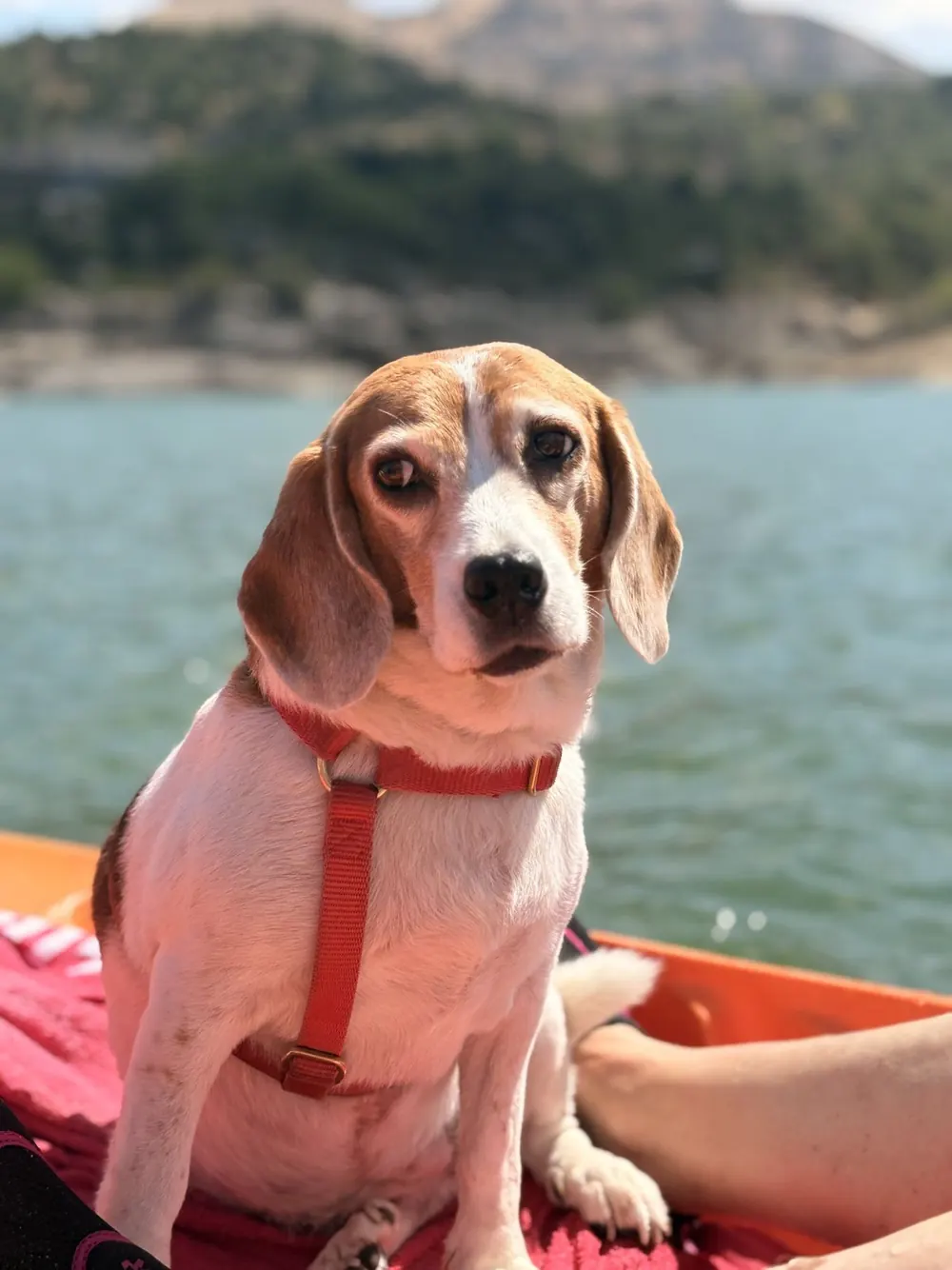 Beagle sentado en un kayak con el agua de fondo