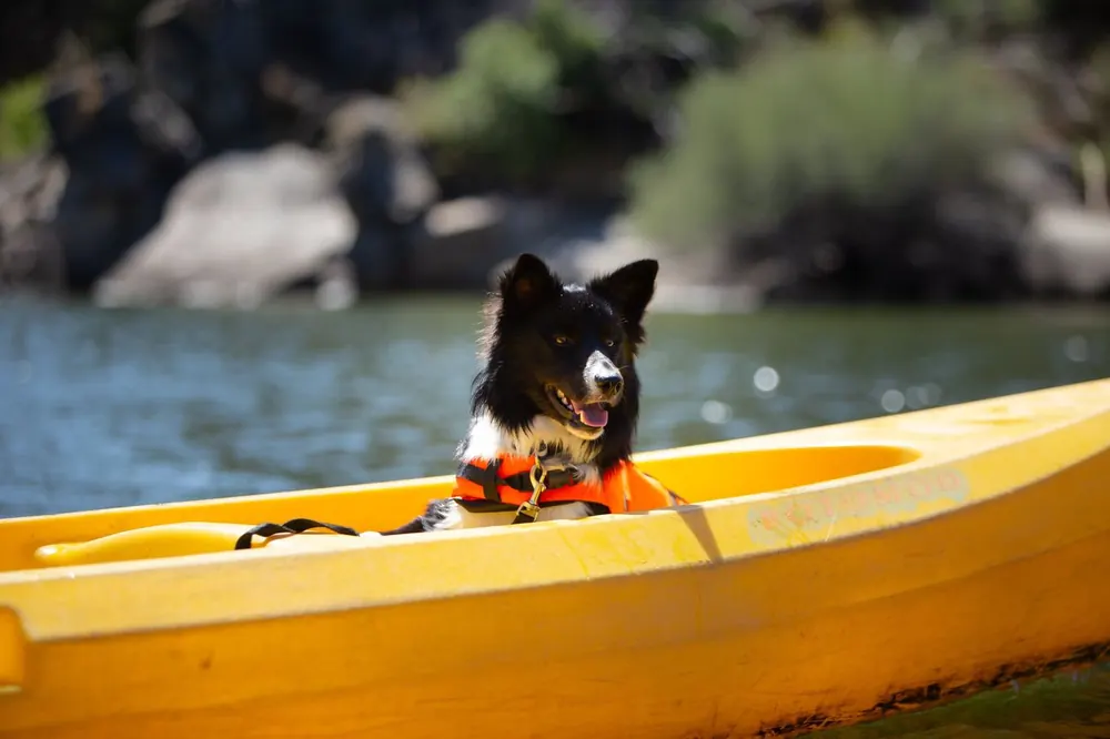 Border collie con chaleco naranja asomado desde un kayak amarillo