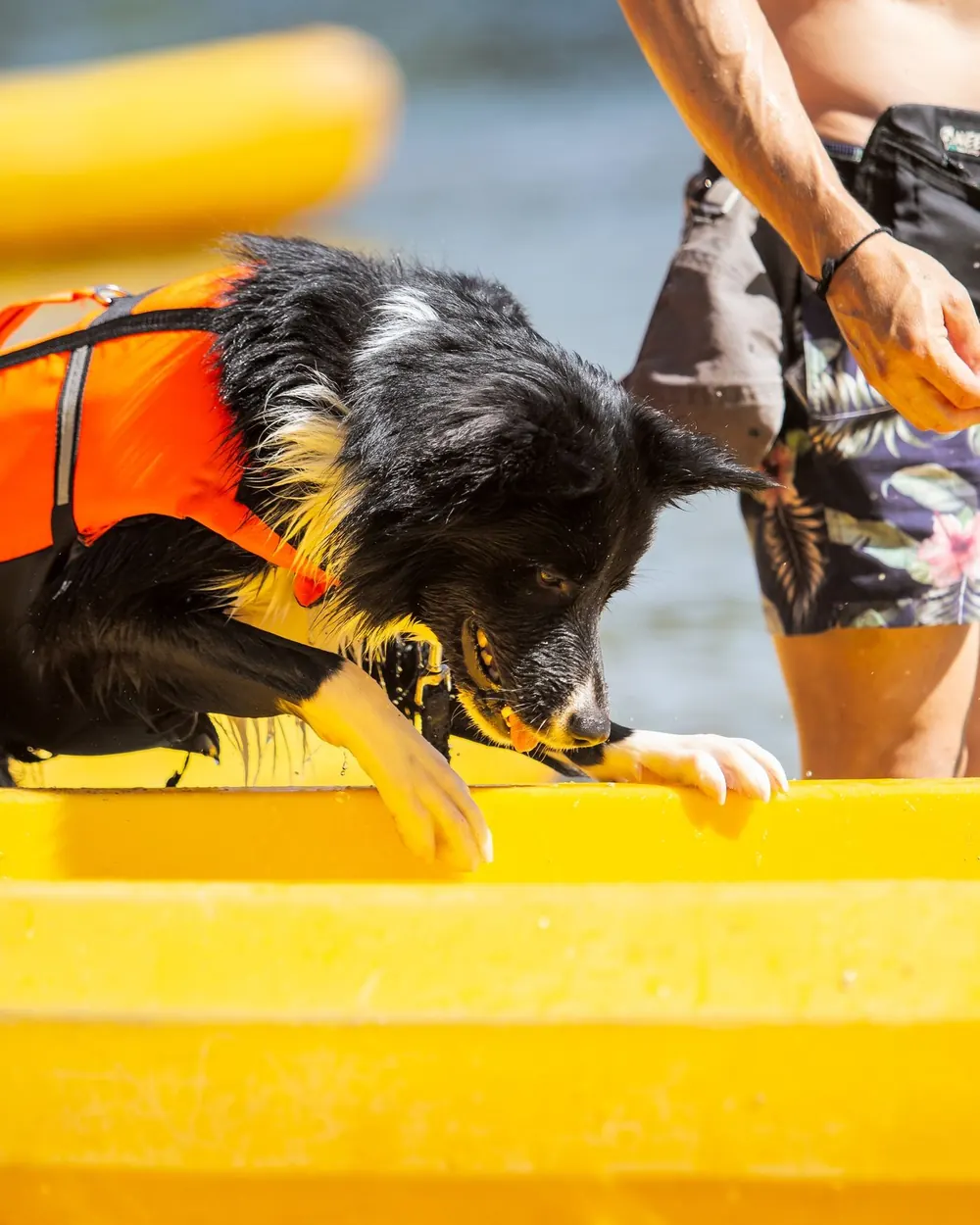 Border collie con chaleco naranja apoyando las patas para subir a un kayak, acompañado por una persona