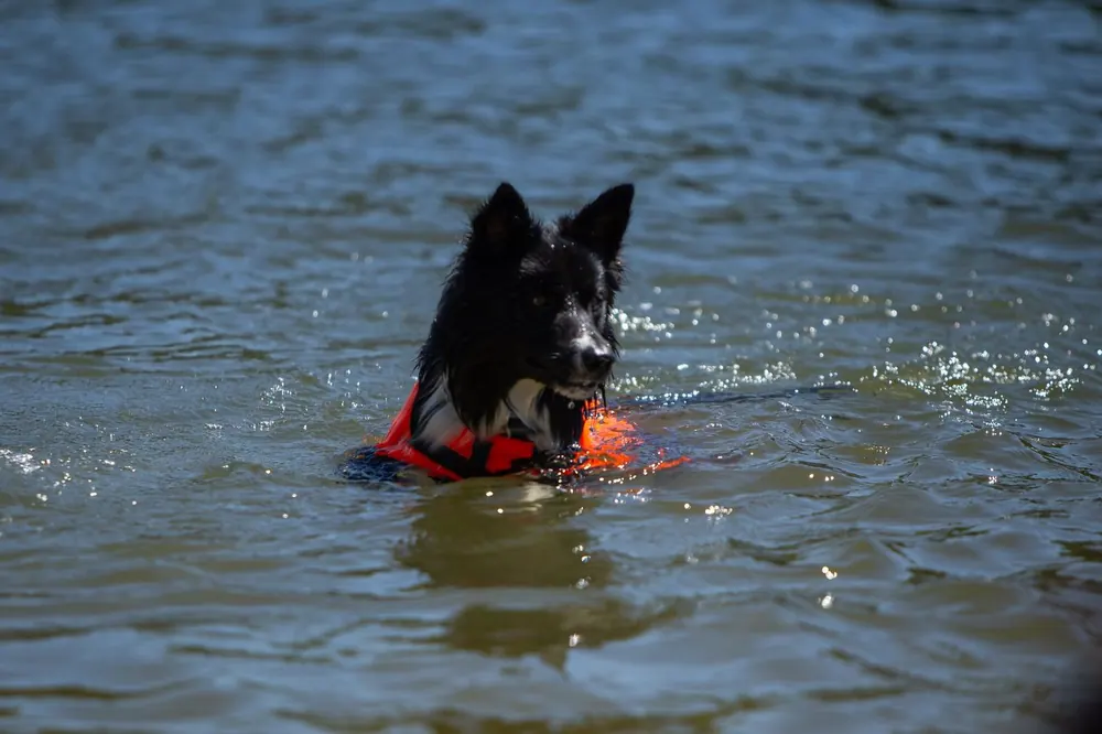 Border collie con chaleco nadando en el embalse