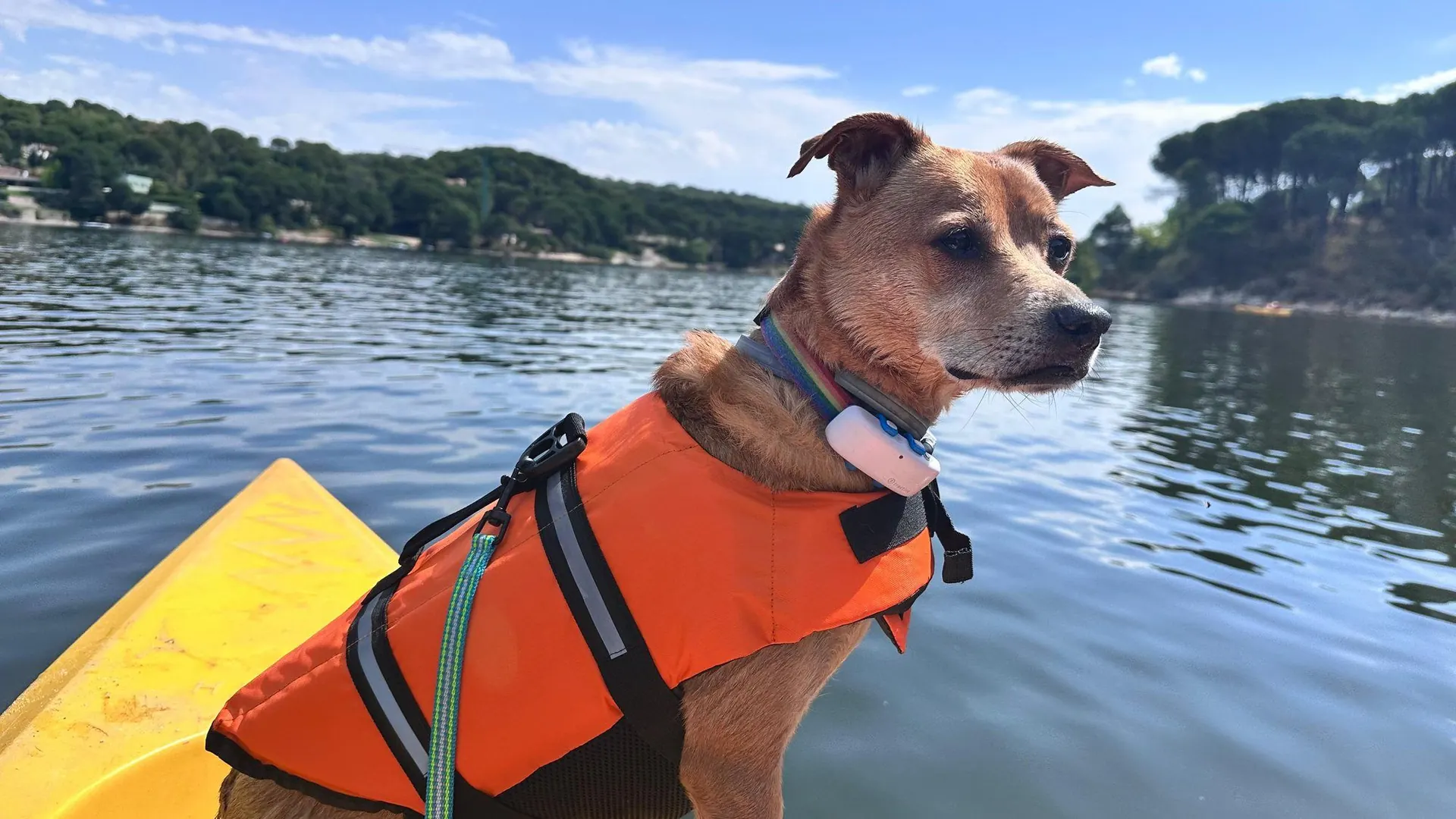 Perro con chaleco salvavidas naranja sentado en la proa de un kayak amarillo, mirando el agua