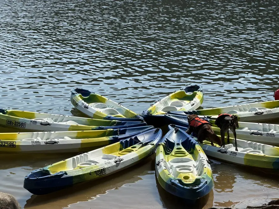 Kayaks en estrella en la orilla con dos perros con chaleco explorando