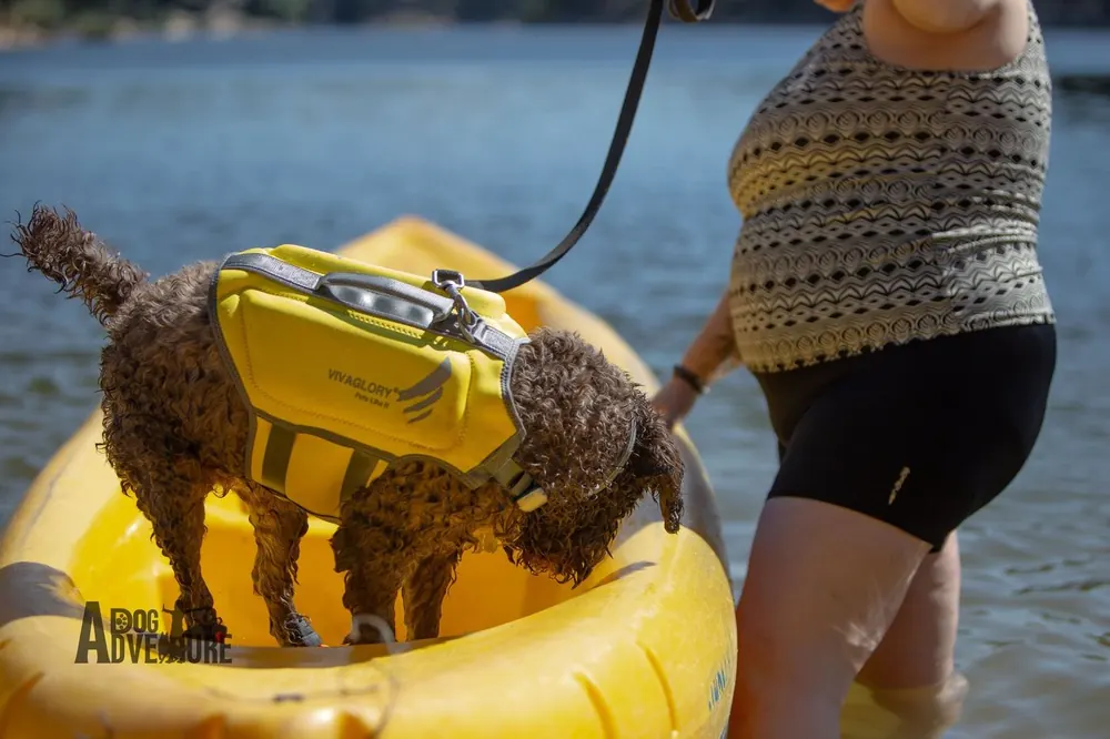 Perro de pelo rizado con chaleco amarillo con asa subiendo a un kayak