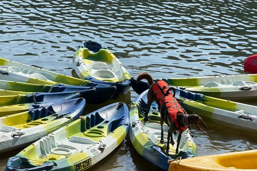 Perro con chaleco rojo caminando entre kayaks en la orilla