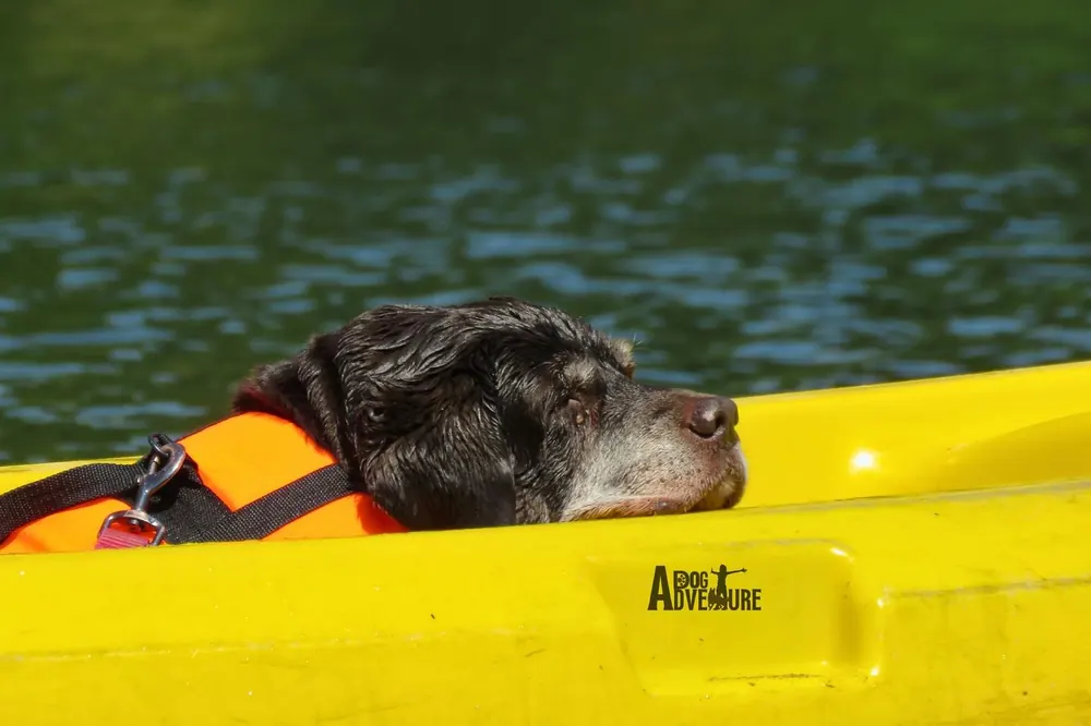 Perro mayor con chaleco naranja apoyando la cabeza en el borde del kayak