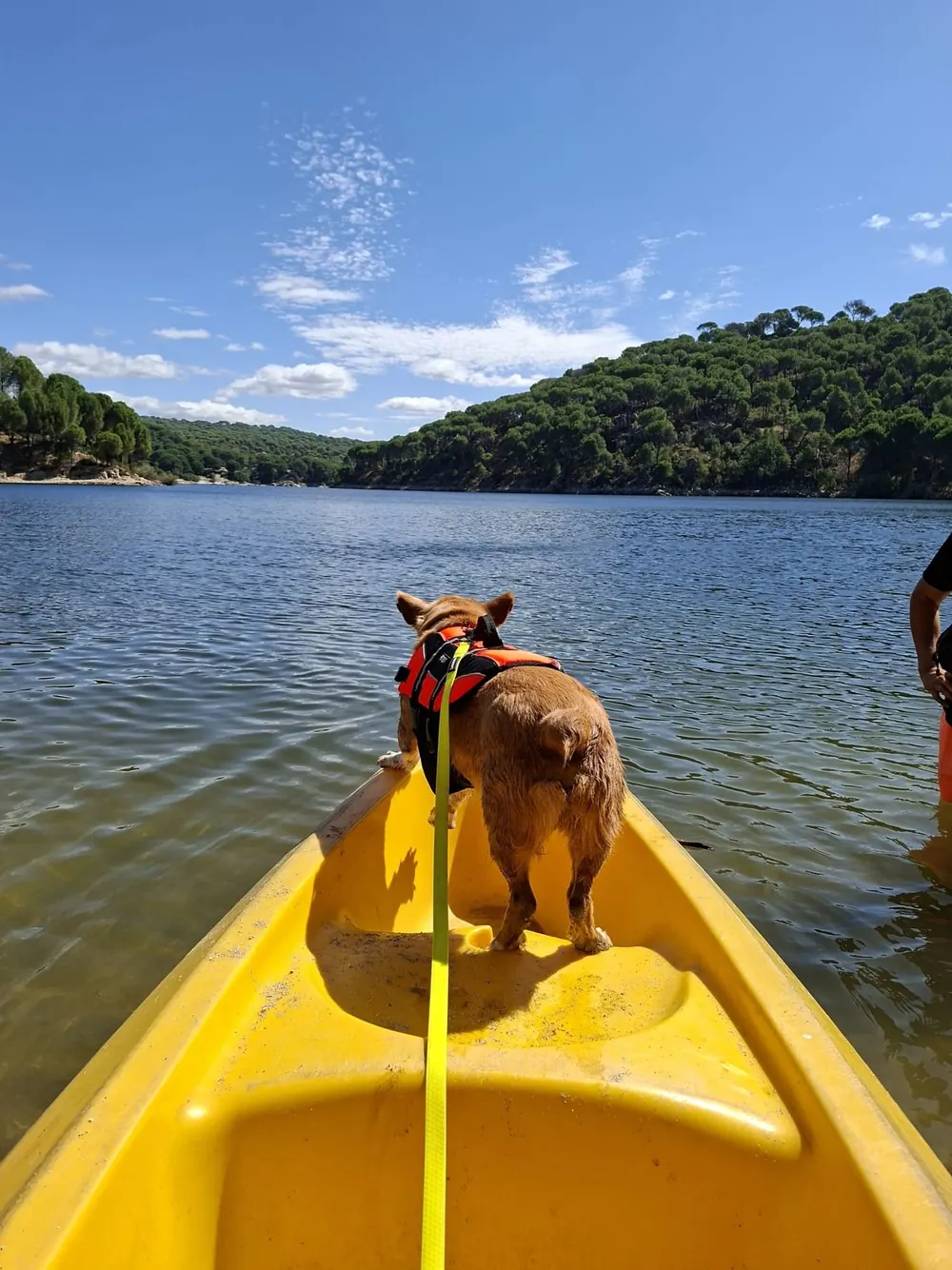 Perro pequeño con chaleco de pie en la proa de un kayak mirando el agua