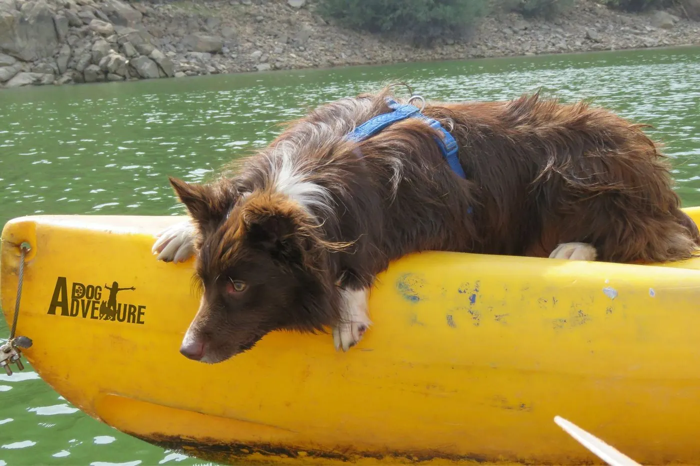 Perro de pelo largo marrón tumbado y relajado sobre la proa de un kayak