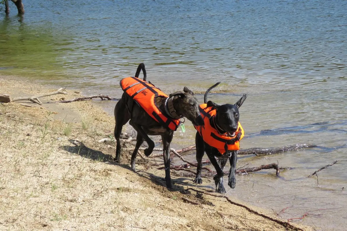 Dos perros con chaleco naranja saliendo del agua por la orilla del embalse