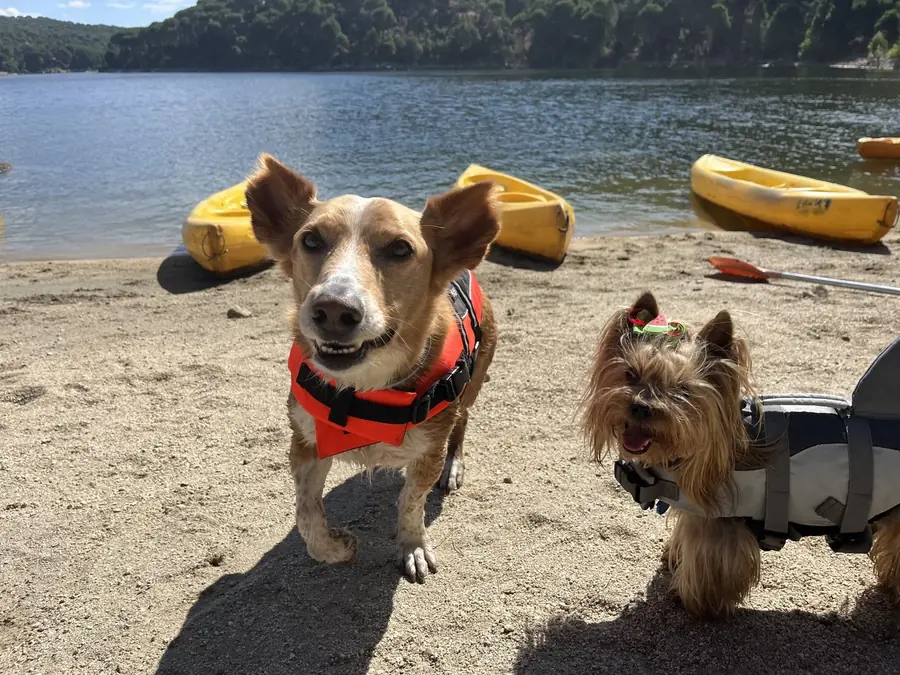 Dos perros pequeños con chaleco en la playa junto a los kayaks