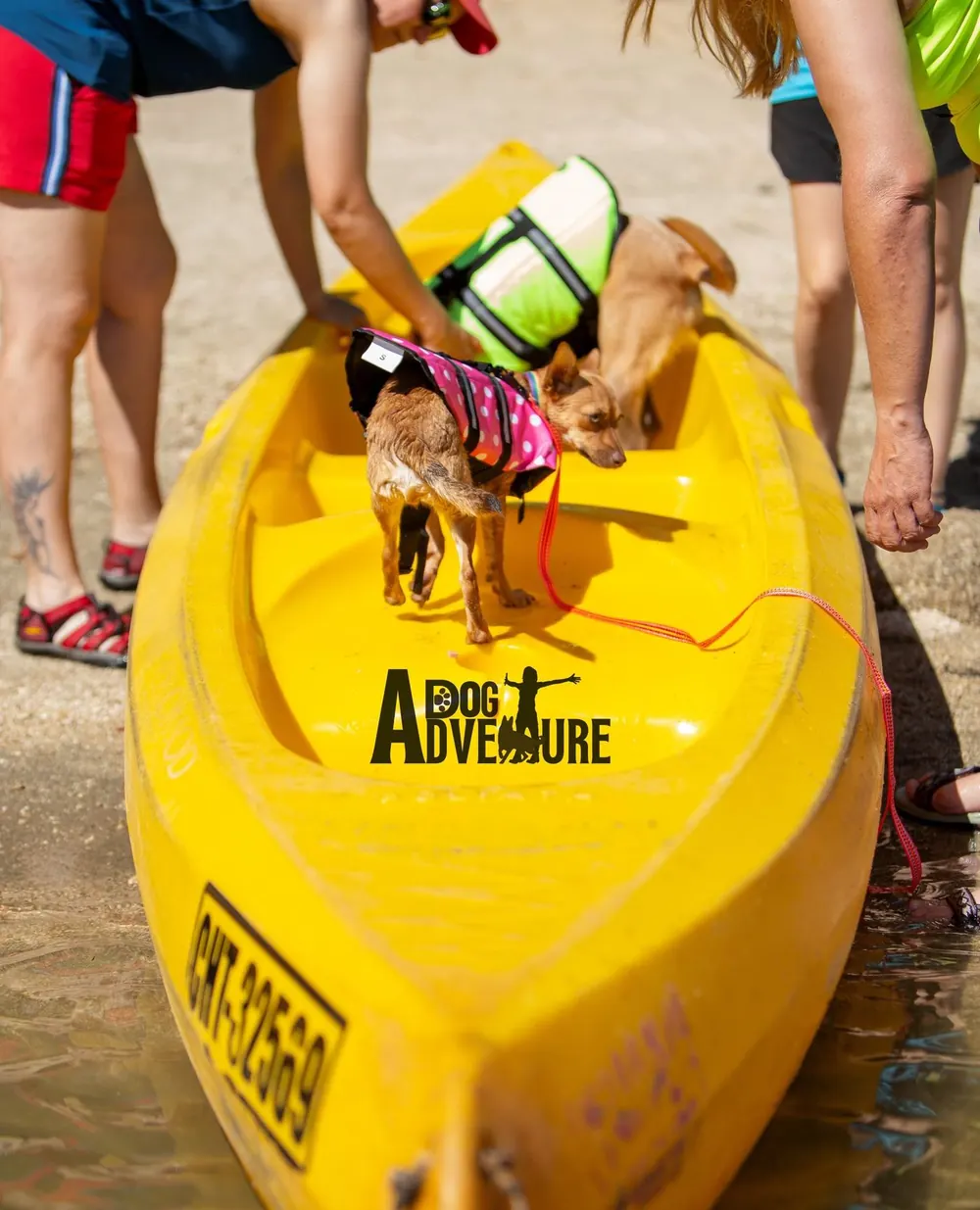 Dos perros pequeños con chaleco subiendo a un kayak amarillo en la orilla